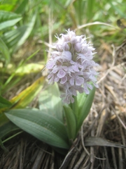 Neotinea conica