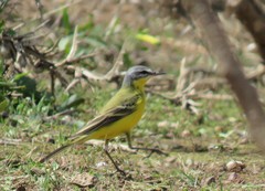 Motacilla flava beema