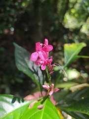 Pseuderanthemum alatum
