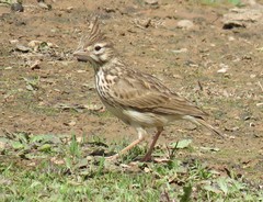 Galerida theklae ruficolor