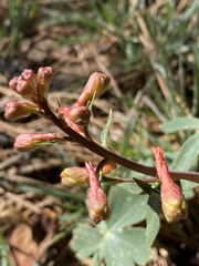 Delphinium nudicaule