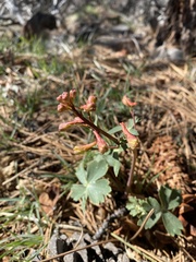 Delphinium nudicaule
