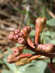 Delphinium nudicaule