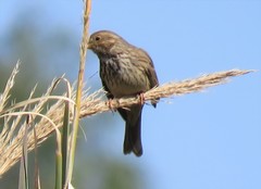 Emberiza calandra