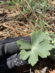 Delphinium nudicaule