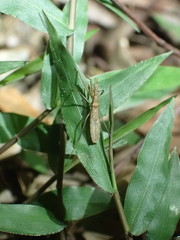 Sastrapada australica