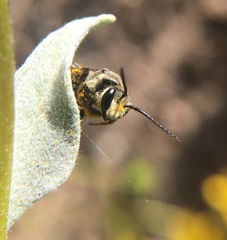Acunomia