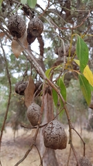 Corymbia calophylla