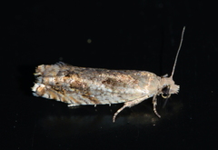 Epinotia solicitana