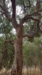 Corymbia calophylla