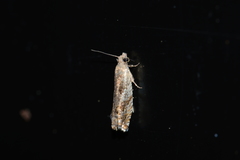 Epinotia solicitana