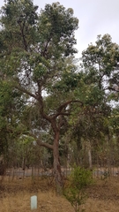 Corymbia calophylla