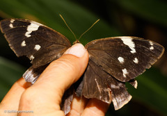 Dynastor darius ictericus