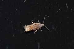 Epinotia solicitana