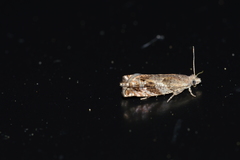 Epinotia solicitana
