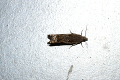 Epinotia solicitana