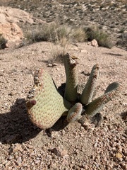 Opuntia basilaris