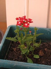 Glandularia × hybrida
