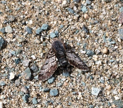 Euproserpinus phaeton