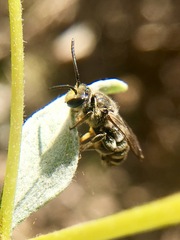 Acunomia