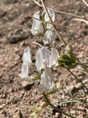 Astragalus pachypus pachypus
