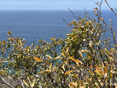 Pleradenophora bilocularis