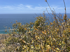 Pleradenophora bilocularis