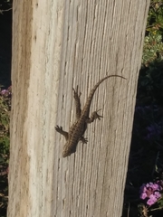 Sceloporus occidentalis