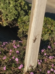 Sceloporus occidentalis