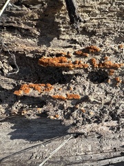 Botryobasidium aureum