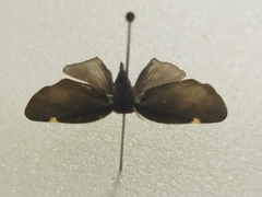 Ricania sublimata
