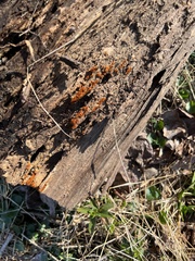 Botryobasidium aureum