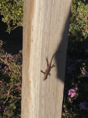 Sceloporus occidentalis
