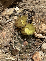 Mammillaria peninsularis