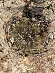 Mammillaria peninsularis