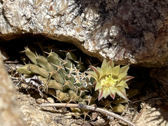 Mammillaria peninsularis