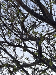 Passer domesticus