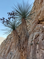 Yucca rigida