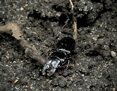 Scarites subterraneus