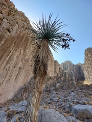 Yucca rigida