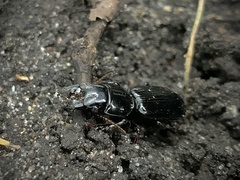 Scarites subterraneus