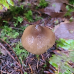 Entoloma hirtipes