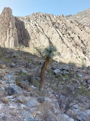 Yucca rigida