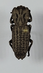 Sesaspis emarginata