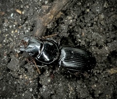 Scarites subterraneus