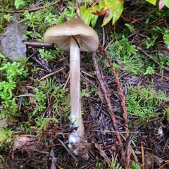 Entoloma hirtipes