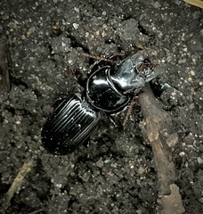 Scarites subterraneus