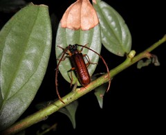 Amphelictus milleri