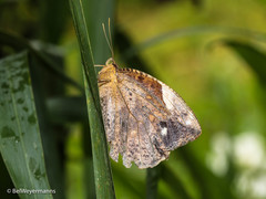 Dynastor darius ictericus