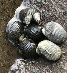 Nerita scabricosta